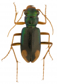 Megacephala (Tetracha) floridana (Leng & Mutchler, 1916)