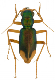 Megacephala (Tetracha) longipennis Chaudoir, 1865