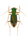 Megacephala (Tetracha) sobrina guyanensis Naviaux, 2007