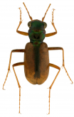 Megacephala (Tetracha) suturalis W. Horn, 1900