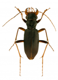Megacephala (Tetracha) virginica (Linne, 1766)