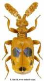 Melanospilus spectabilis Bednařík, 2023