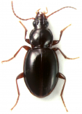 Merizodus sp.