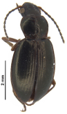 Merizodus soledadinus (Guerin-Meneville, 1830)