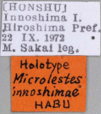 Mesolestes (Pseudomesolestes) innoshimae (Habu, 1974) (Label)