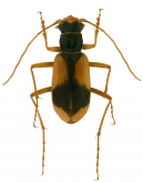Metriocheila nigricollis (Reiche, 1842)