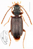 Microdaccus assingi Wrase, 2009: 368