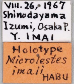 Microlestes imaii Habu, 1972 (Label)