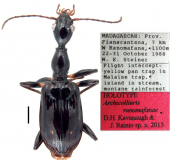 Archicolliuris ranomafanae Kavanaugh and Rainio, 2016