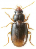 Mioptachys flavicauda (Say, 1823)