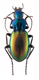 Mirachlaenius barbarae Facchini, 2011
