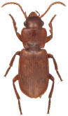 Mizotrechus novemstriatus Bates, 1872: 199