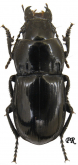 Molops (Molops) striolatus Fabricius, 1801: 188 (Carabus)