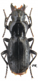 Molops (Tanytrix) ? marginepunctatus Dejean, 1831