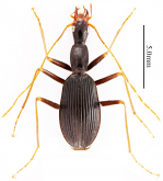 Morimotoidius (Morimotoidius) cavicula X. Wang, J. Pang & Tian, 2015