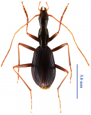 Morimotoidius (Morimotoidius) zhushandong Pang & Tian, 2014