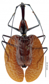 Mormolyce borneensis Gestro, 1875