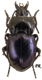 Myas (Myas) chalybeus Palliardi, 1825: 41 (Abax)