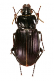 Trigonognatha coreanus (Tschitscherine, 1895)