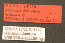 Myriochila (Monelica) turkana Werner & Oesterle, 2000