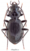 Nebria (Alpaeonebria) fasciatopunctata L. Miller, 1850: 12