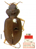 Nebria (Boreonebria) lacustris Casey, 1913