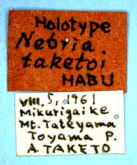 Nebria (Falcinebria) taketoi Habu, 1962a: 2
