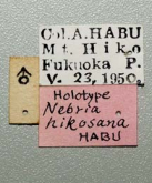 Nebria (Nebria) hikosana Habu, 1956e: 170