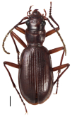 Nebria (Psilonebria) superna Andrewes, 1923