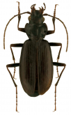 Nebria (Reductonebria) suturalis LeConte, 1850