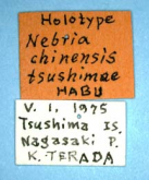 Nebria (Sadonebria) chinensis tsushimae Habu, 1981