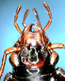 Nebria (Sadonebria) chinensis tsushimae Habu, 1981