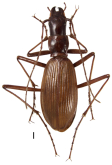 Nebria (Spelaeonebria) nudicollis Peyerimhoff, 1911