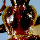 Negreum ehikoense (Habu, 1954) (as Colpodes raizanus Habu, 1955)