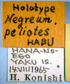Negreum peliotes (Habu, 1974)