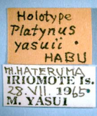 Negreum yasuii (Habu, 1974)
