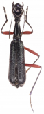 Neocollyris (Heterocollyris) erichsoni (Horn, 1892)