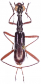 Neocollyris (Heterocollyris) fleutiauxi (Horn, 1892)