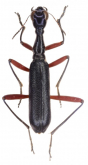 Neocollyris (Heterocollyris) infusca Naviaux, 1994
