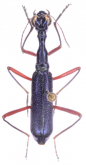 Neocollyris (Heterocollyris) rhodopus (Bates, 1878)