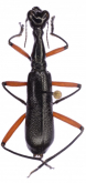 Neocollyris (Heterocollyris) similior (Horn, 1893)
