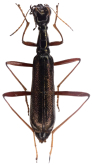 Neocollyris (Isocollyris) aureofusca (Bates, 1889)