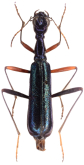 Neocollyris (Isocollyris) rugosior (Horn, 1896)