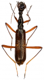 Neocollyris (Leiocollyris) lissodera (Chaudoir 1864)