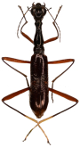 Neocollyris (Leiocollyris) richteri (Horn, 1901)