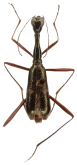Neocollyris (Leptocollyris) ceylonica (Chaudoir, 1864)