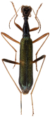 Neocollyris (Leptocollyris) cognata Naviaux, 2004