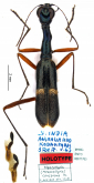 Neocollyris (Mesocollyris) conspicua Naviaux, 1994