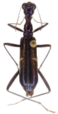 Neocollyris (Neocollyris) albocyanescens (Horn, 1912)