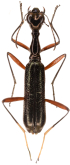 Neocollyris (Neocollyris) angustula Naviaux, 1994